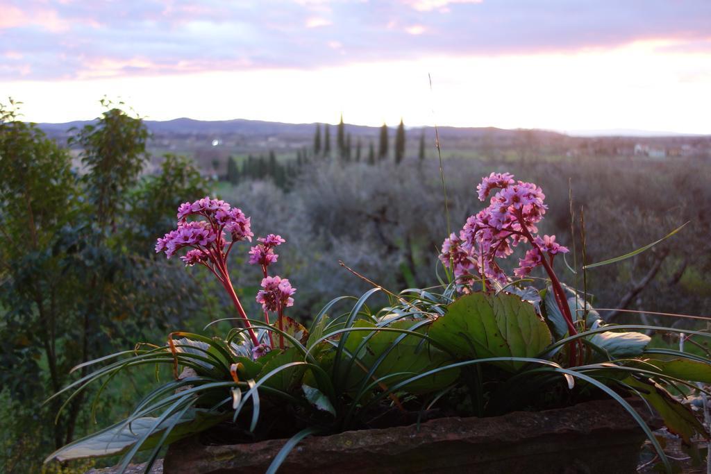 Bed and Breakfast Bella Di Ceciliano Ареццо Екстер'єр фото